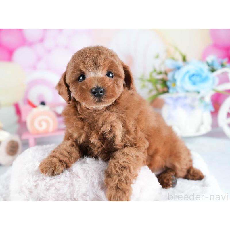 販売中の茨城県のトイプードル-438943の8枚目