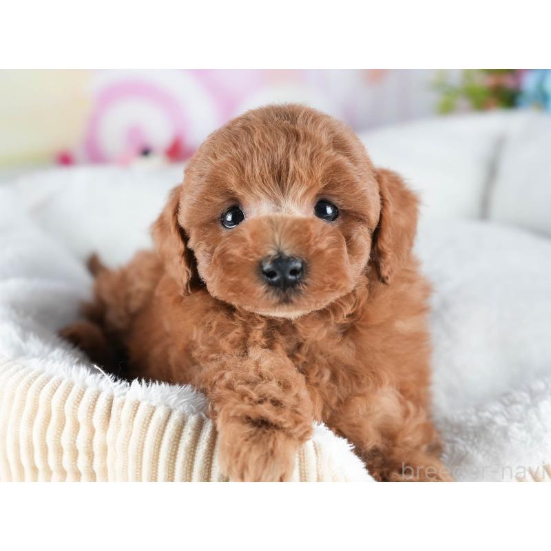 販売中の茨城県のトイプードル-438943の7枚目