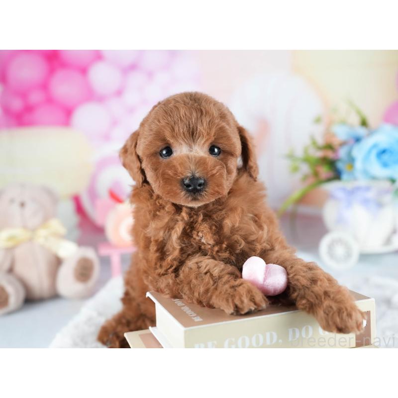 販売中の茨城県のトイプードル-438943の4枚目