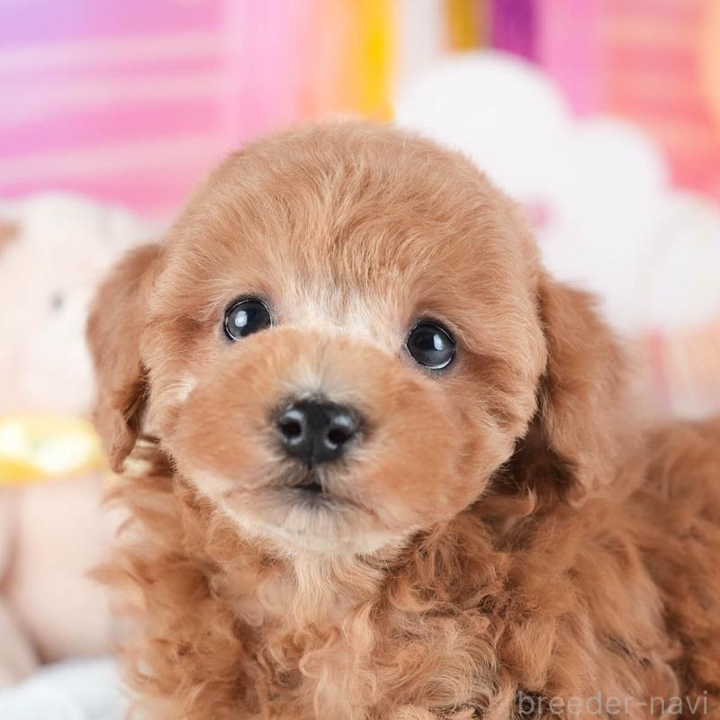 販売中の茨城県のトイプードル-438941の1枚目