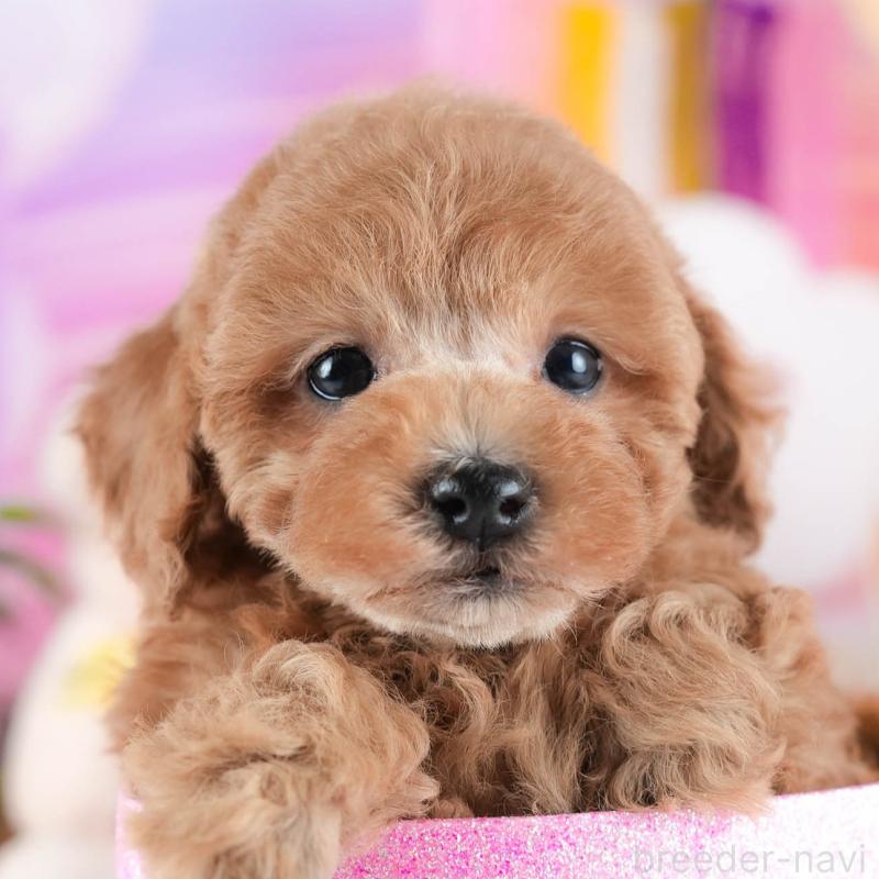 販売中の茨城県のトイプードル-438941の9枚目