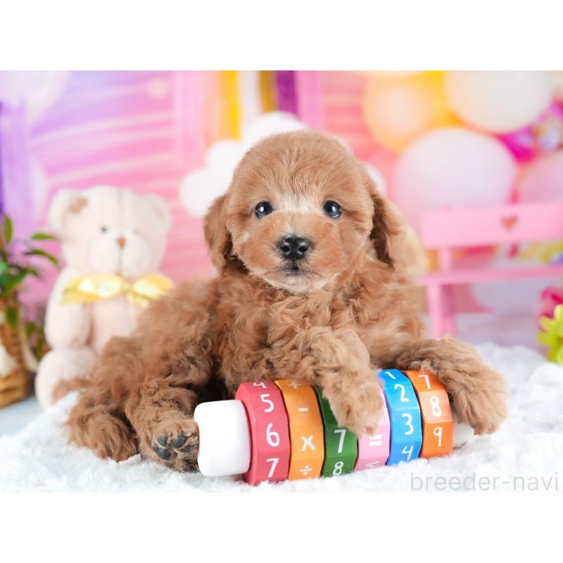 販売中の茨城県のトイプードル-438941の6枚目