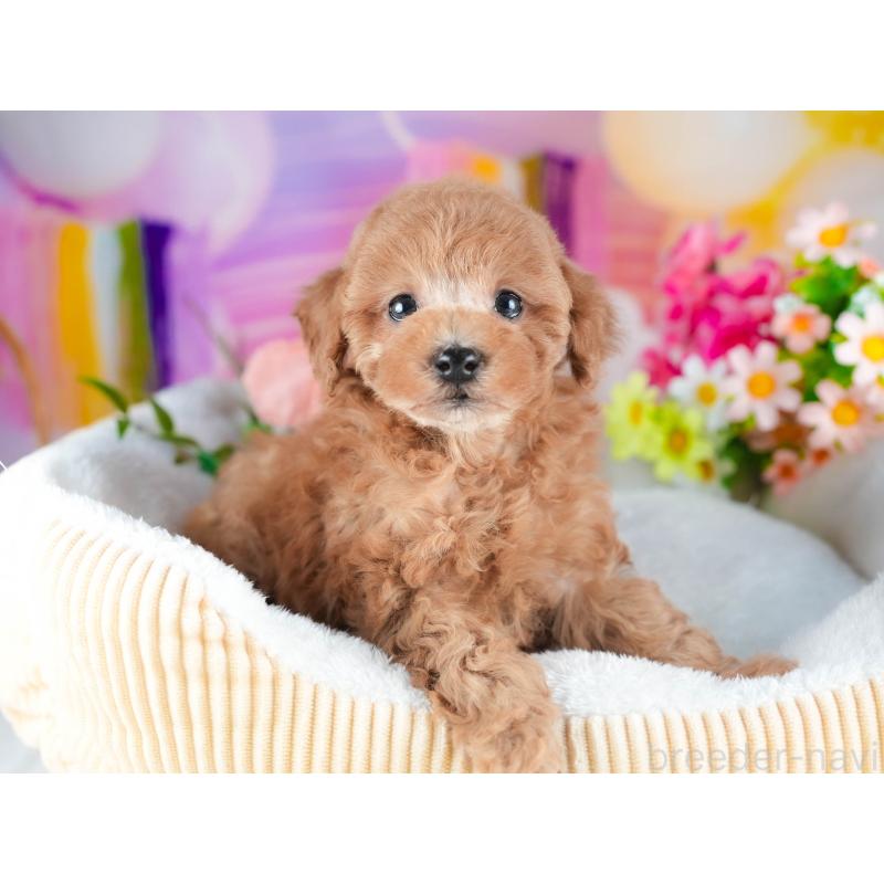 販売中の茨城県のトイプードル-438941の5枚目