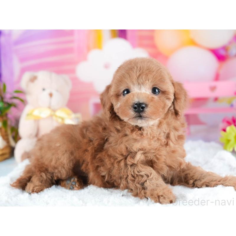 販売中の茨城県のトイプードル-438941の4枚目