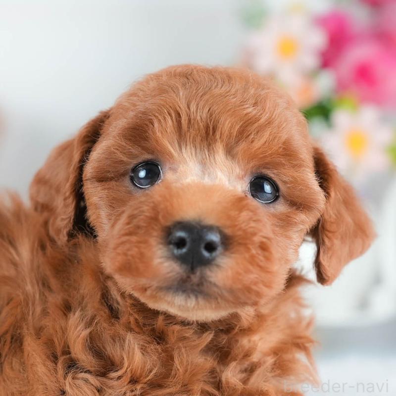 販売中の茨城県のトイプードル-438938の9枚目