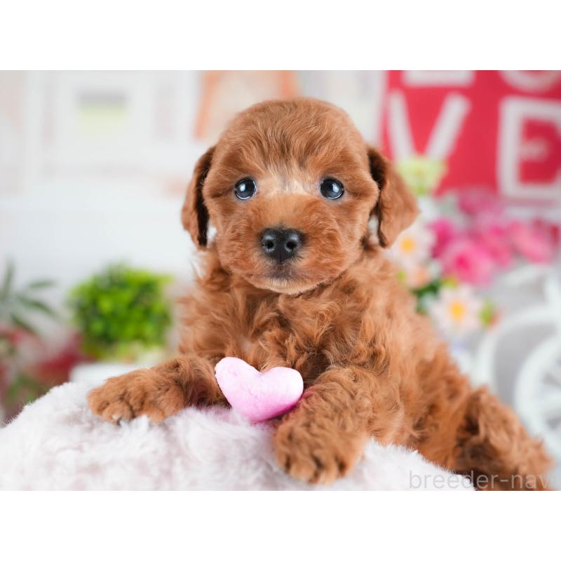 販売中の茨城県のトイプードル-438938の7枚目