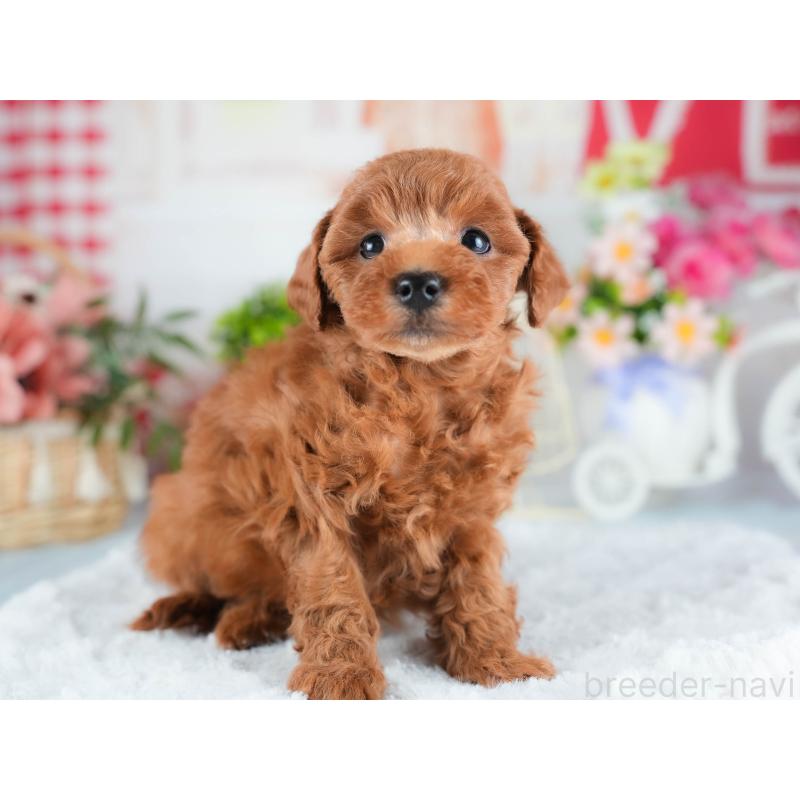 販売中の茨城県のトイプードル-438938の6枚目