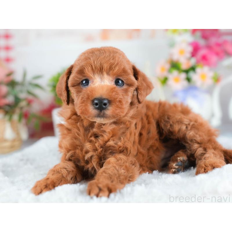 販売中の茨城県のトイプードル-438938の5枚目