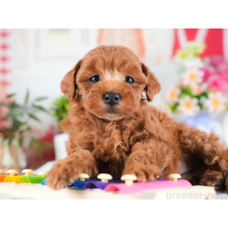 販売中の茨城県のトイプードル-438938の4枚目