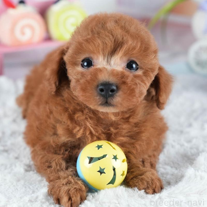 販売中の茨城県のトイプードル-438934の9枚目