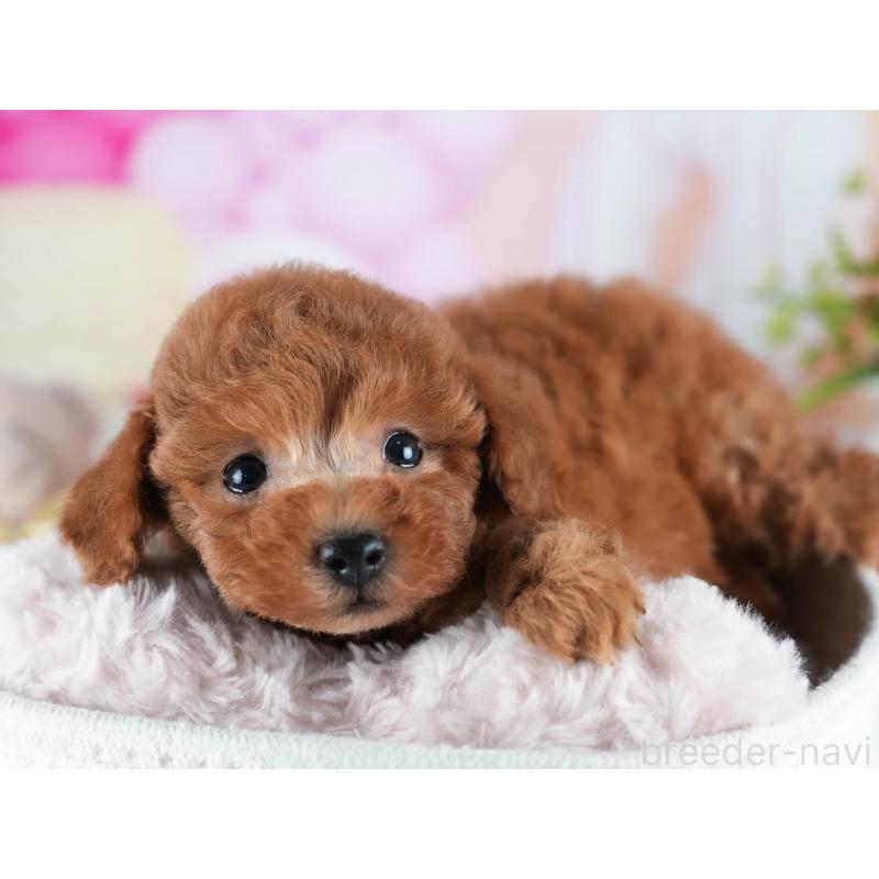 販売中の茨城県のトイプードル-438934の8枚目