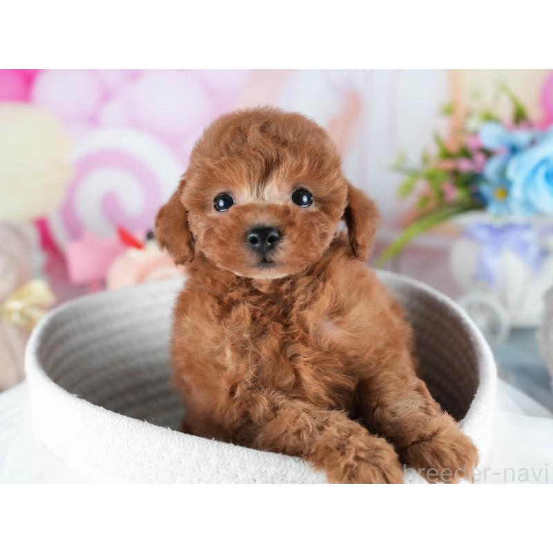 販売中の茨城県のトイプードル-438934の7枚目