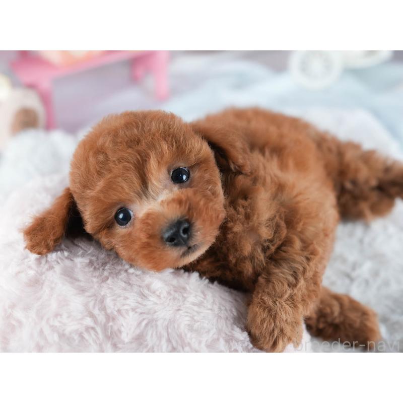 販売中の茨城県のトイプードル-438934の6枚目