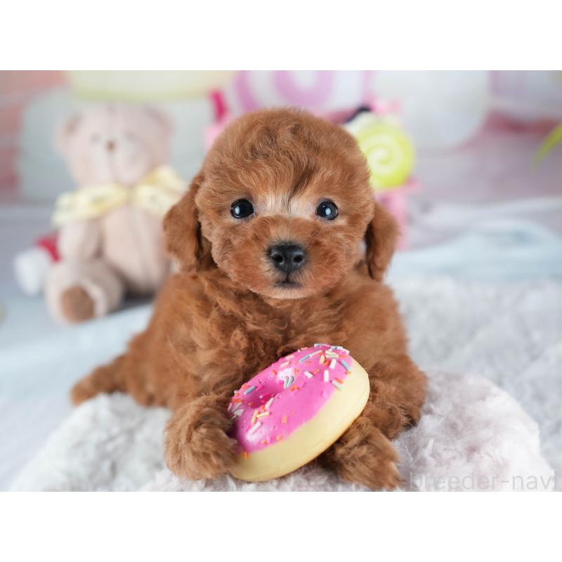 販売中の茨城県のトイプードル-438934の5枚目