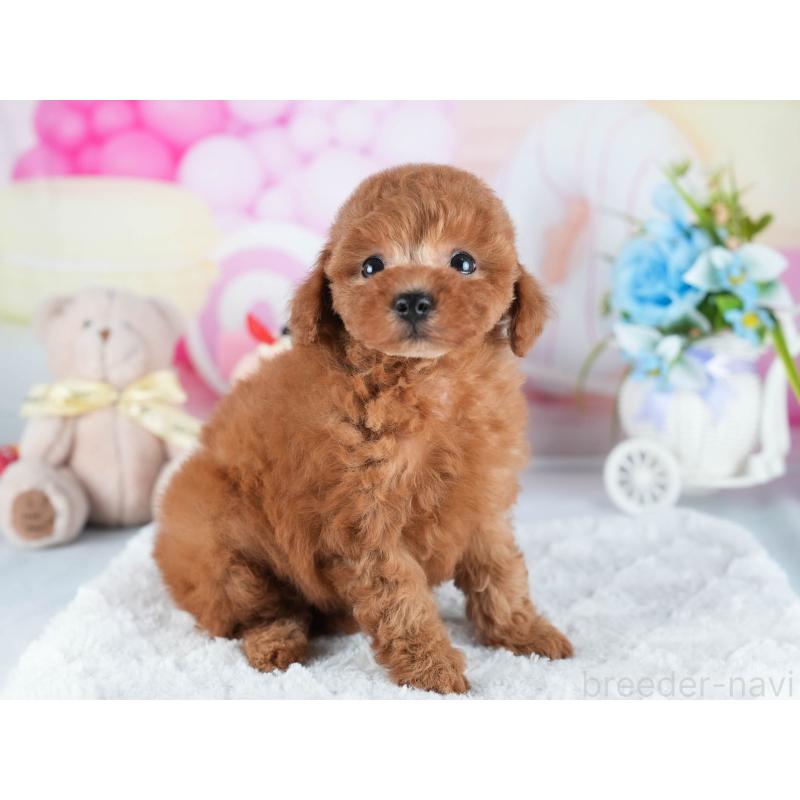 販売中の茨城県のトイプードル-438934の4枚目