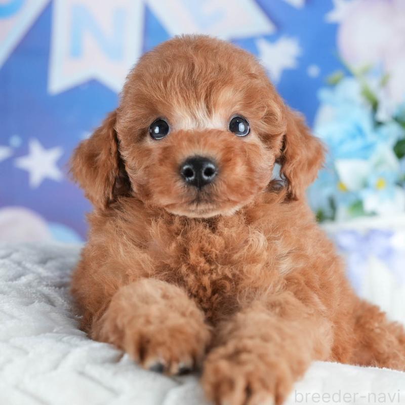 販売中の茨城県のトイプードル-438932の9枚目