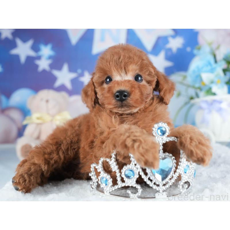 販売中の茨城県のトイプードル-438932の8枚目