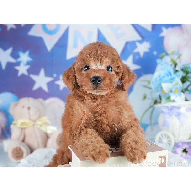 販売中の茨城県のトイプードル-438932の7枚目