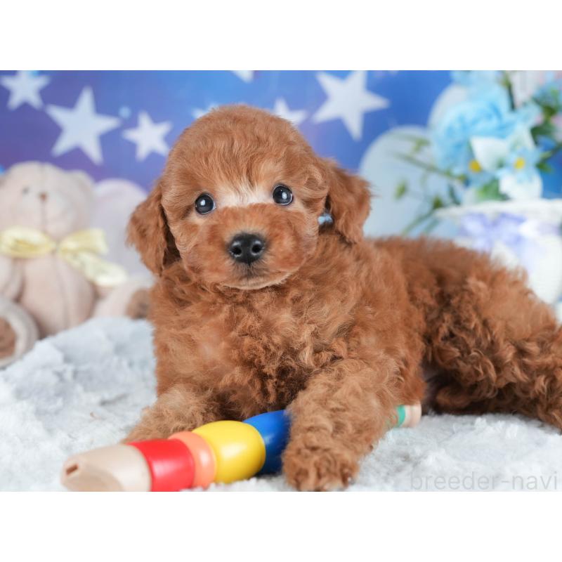 販売中の茨城県のトイプードル-438932の6枚目