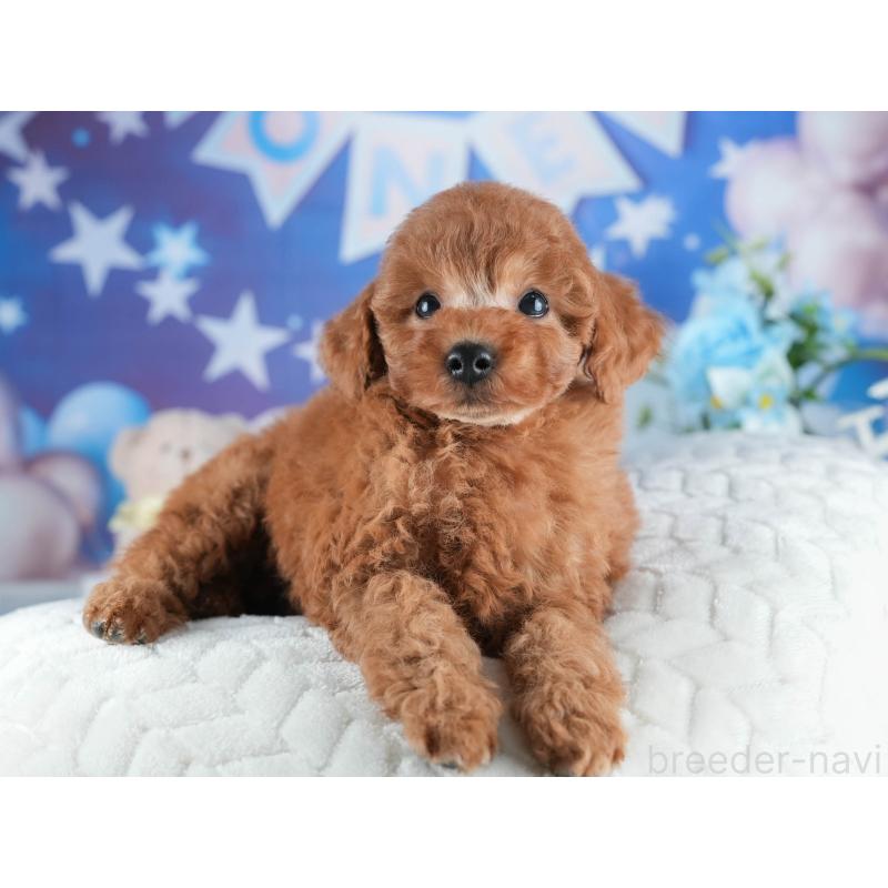 販売中の茨城県のトイプードル-438932の5枚目