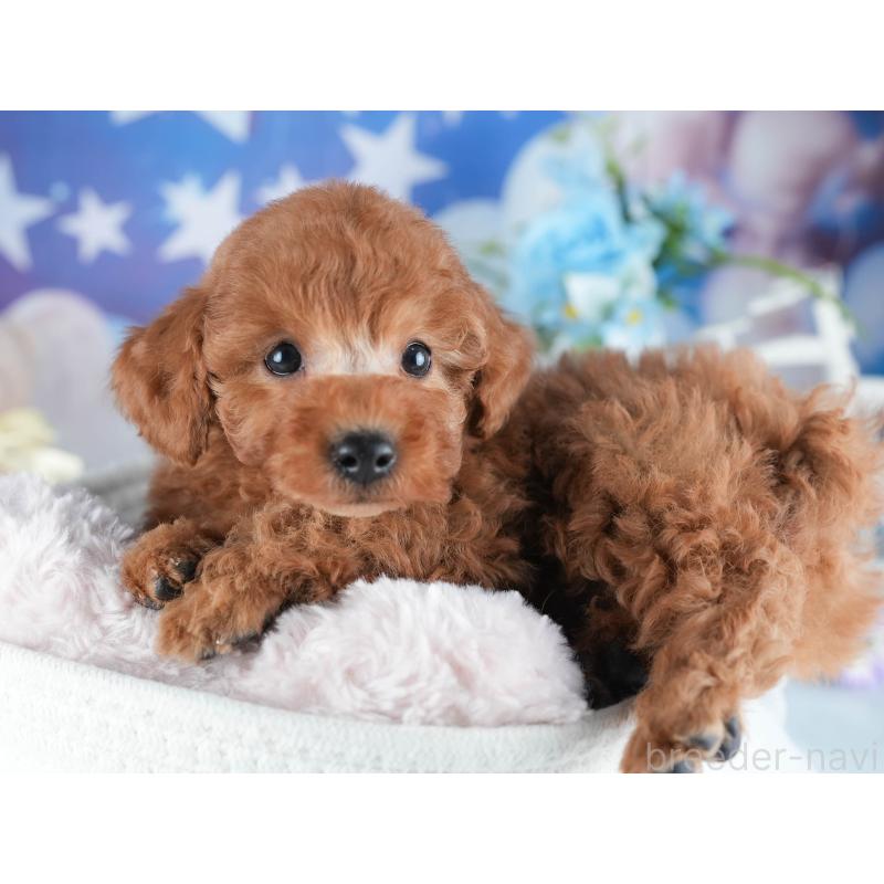 販売中の茨城県のトイプードル-438932の4枚目