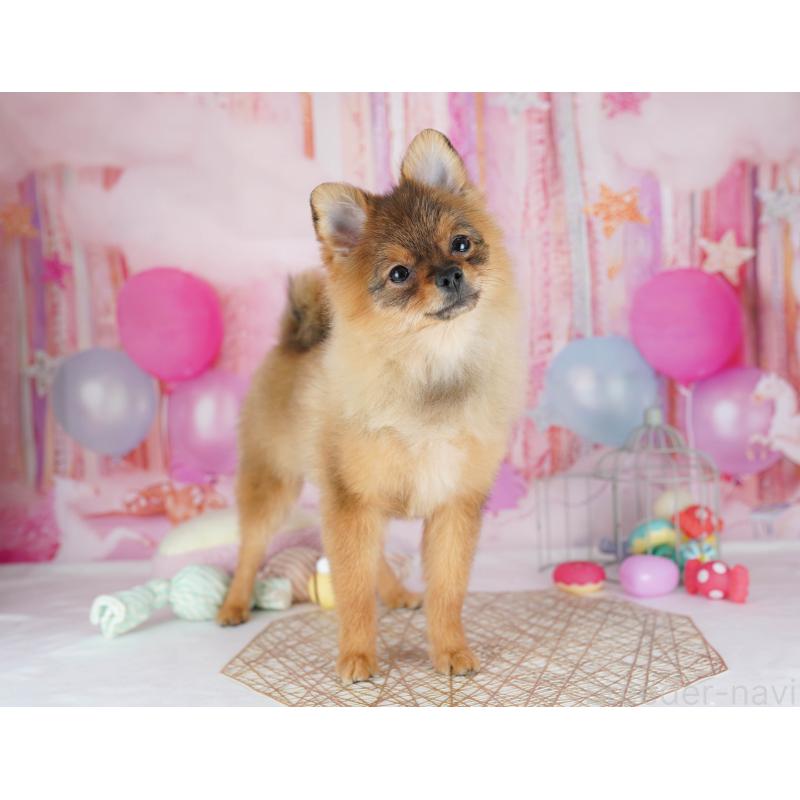 販売中の千葉県のポメラニアン-438918の11枚目