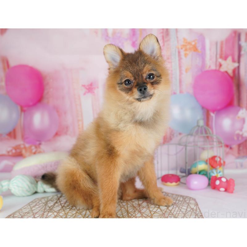 販売中の千葉県のポメラニアン-438918の10枚目