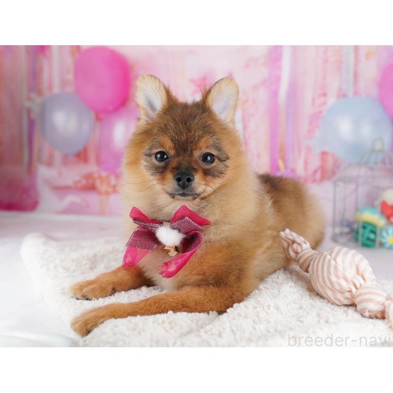 販売中の千葉県のポメラニアン-438918の9枚目