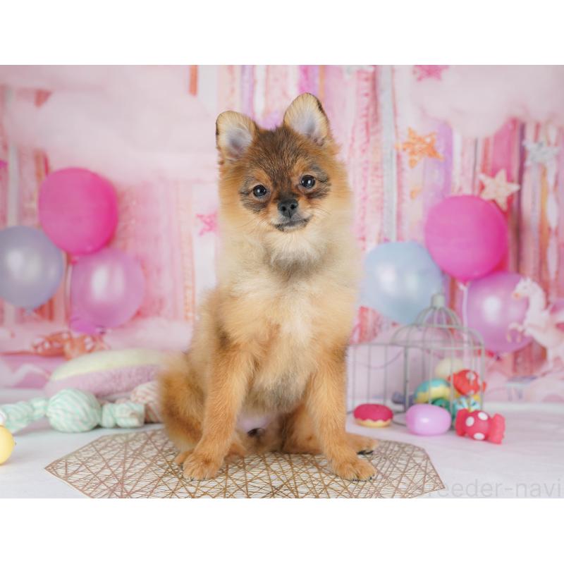 販売中の千葉県のポメラニアン-438918の8枚目