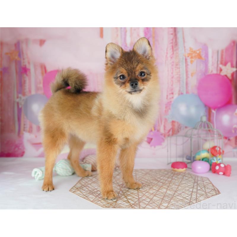 販売中の千葉県のポメラニアン-438918の7枚目