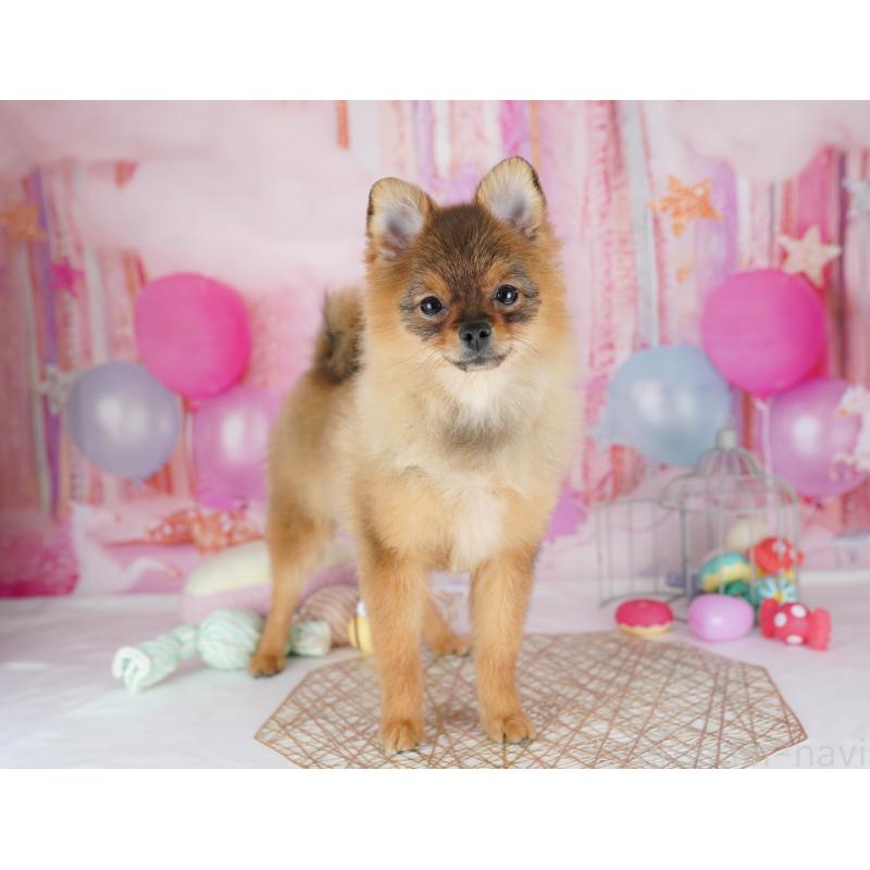 販売中の千葉県のポメラニアン-438918の6枚目