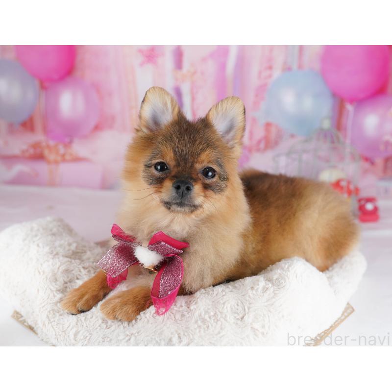 販売中の千葉県のポメラニアン-438918の5枚目