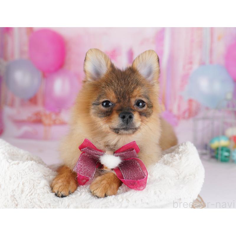 販売中の千葉県のポメラニアン-438918の4枚目