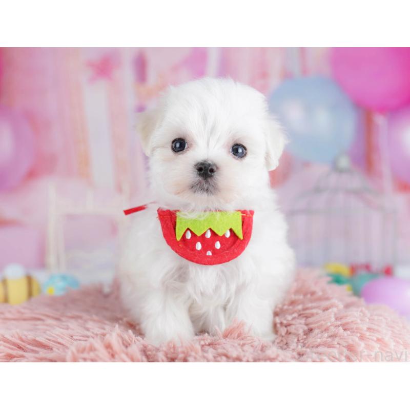 販売中ののマルチーズ-438916