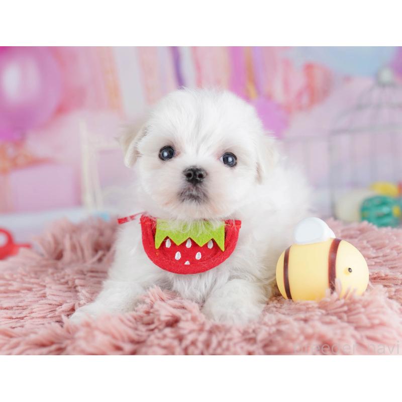 販売中の千葉県のマルチーズ-438916の10枚目