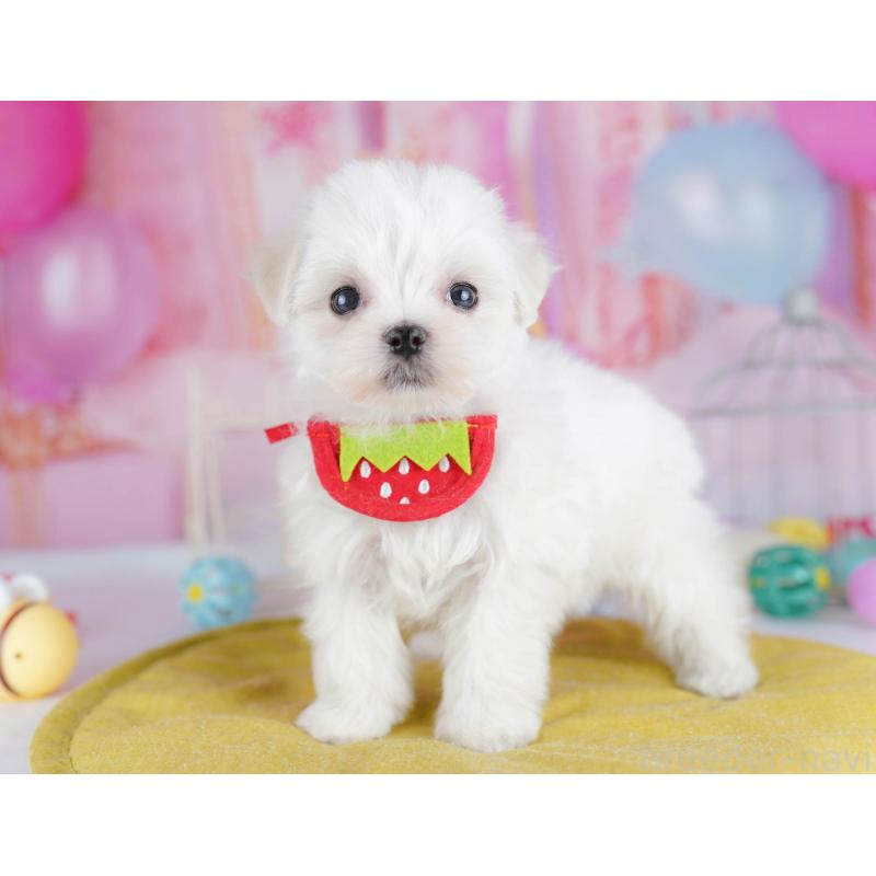 販売中の千葉県のマルチーズ-438916の9枚目