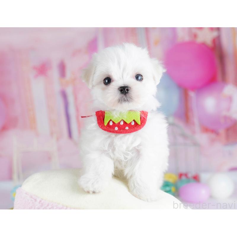 販売中の千葉県のマルチーズ-438916の8枚目