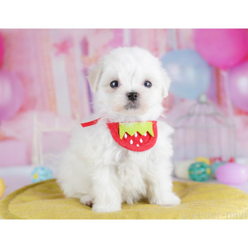 販売中の千葉県のマルチーズ-438916の7枚目