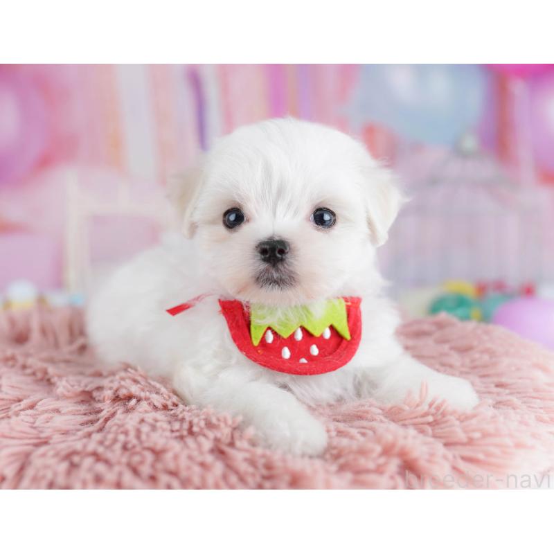 販売中の千葉県のマルチーズ-438916の6枚目