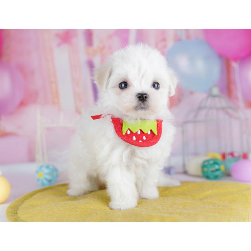 販売中の千葉県のマルチーズ-438916の5枚目