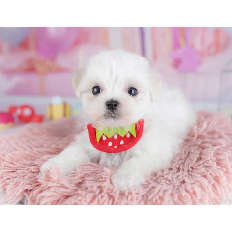 販売中の千葉県のマルチーズ-438916の3枚目