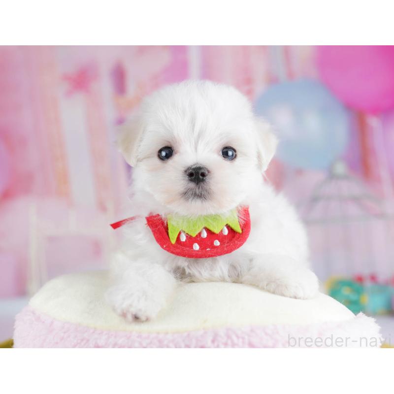 販売中の千葉県のマルチーズ-438916の2枚目