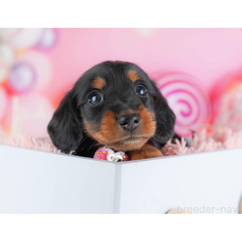 販売中の千葉県のミニチュアダックスフンド(ロングヘアード)-438913の11枚目