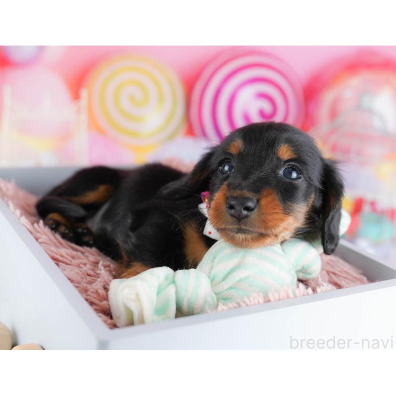 販売中の千葉県のミニチュアダックスフンド(ロングヘアード)-438913の10枚目