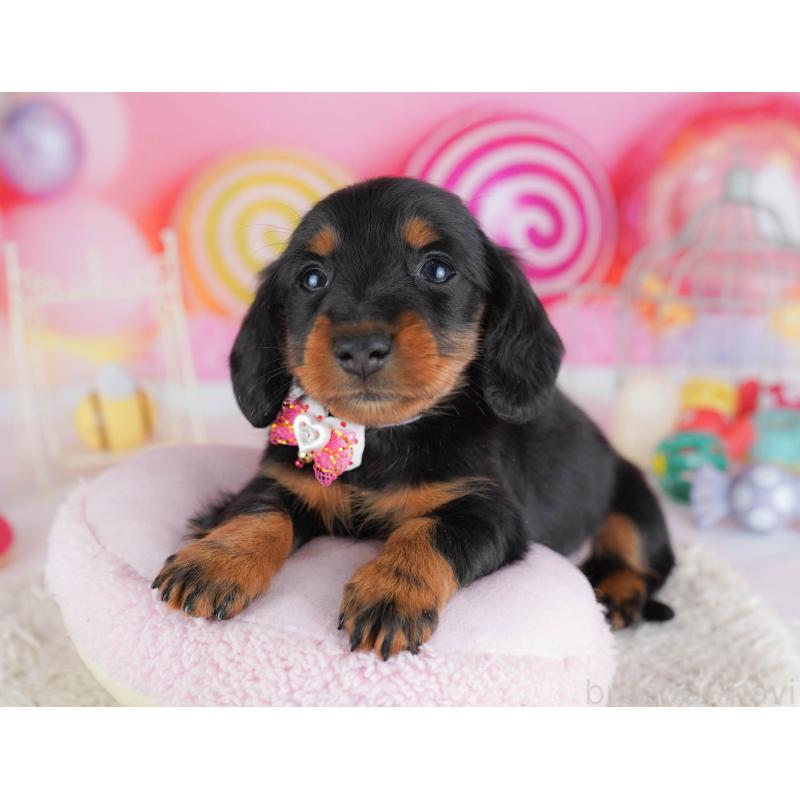 販売中の千葉県のミニチュアダックスフンド(ロングヘアード)-438913の9枚目