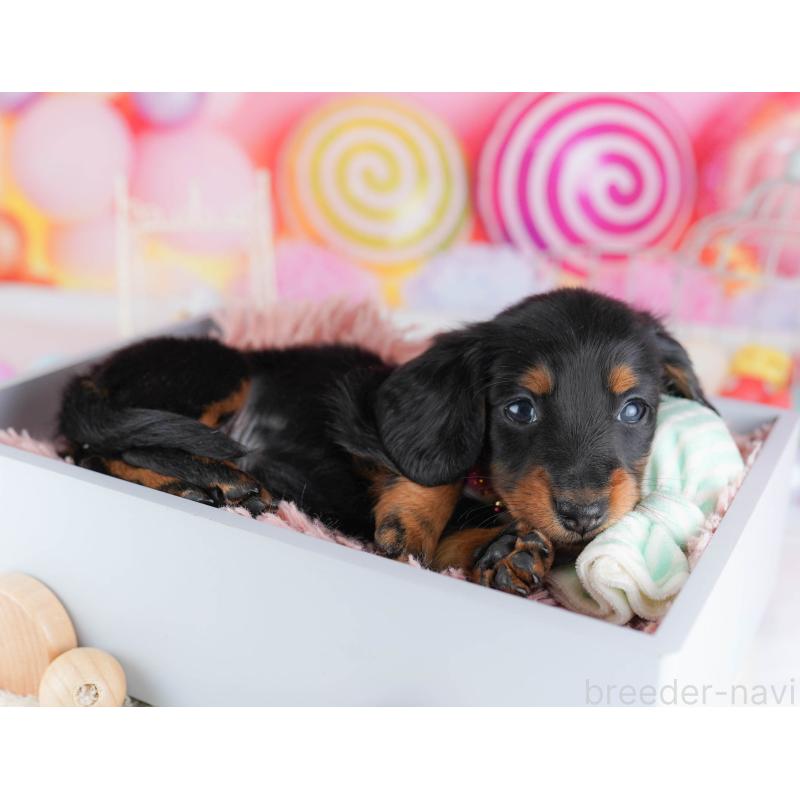 販売中の千葉県のミニチュアダックスフンド(ロングヘアード)-438913の8枚目