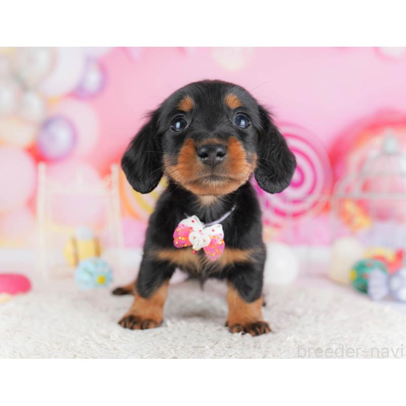 販売中の千葉県のミニチュアダックスフンド(ロングヘアード)-438913の6枚目