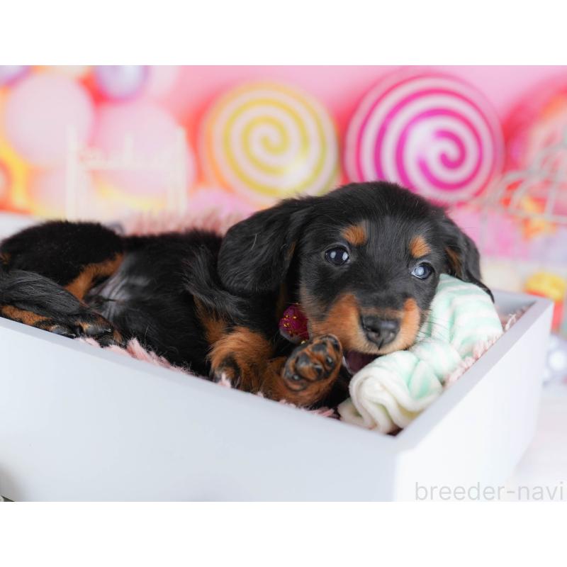 販売中の千葉県のミニチュアダックスフンド(ロングヘアード)-438913の3枚目