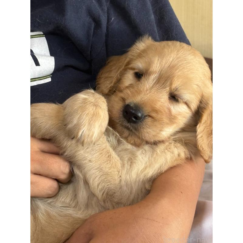 販売中の兵庫県のゴールデンドゥードル:ゴールデンレトリーバー×プードル-438882の1枚目
