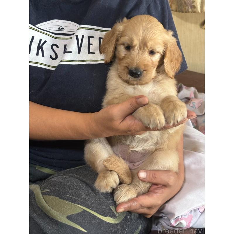 販売中の兵庫県のゴールデンドゥードル:ゴールデンレトリーバー×プードル-438882の2枚目